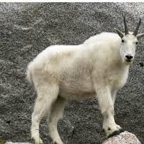 affectVAL's profile picture. i play valorant  disc:affect___