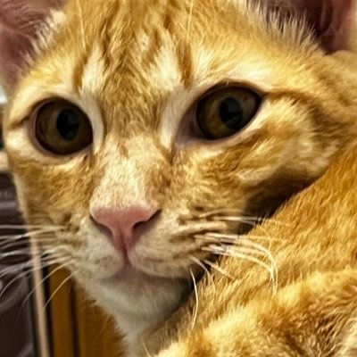 (◉ ‿ ◉)さんのプロフィール画像