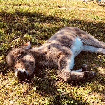 IshiiHitohi's profile picture. 