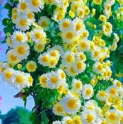 MammyYungi's profile picture. I'm going for BBN S6 
Give the world, Africa and Naija the best,
I'm set on Fire to Blaze, 
Jama's Gorvo, 
I'm an Unsigned Artist.