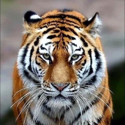 ki28472_kigalo's profile picture. 