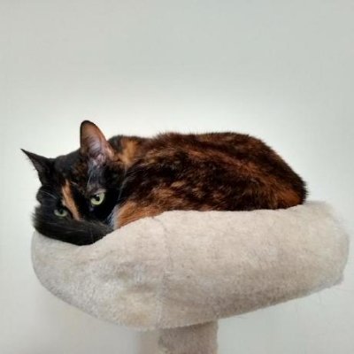 michalgorny99's profile picture. @gentoo developer since 2010. Maintaining Python packages, LLVM, Xfce. Open-source enthusiast. ex @google