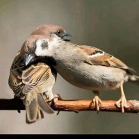 أبو النعمان. (@salsy0) 's Twitter Profile