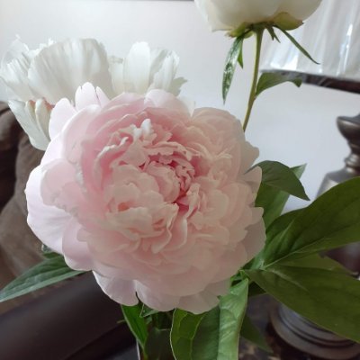 coreccha's profile picture. 家庭菜園、備蓄、手仕事、ハーブのある暮らし。できることを、できる範囲で。「暮らしの知恵袋」ブログ更新中。DMはご勘弁を。