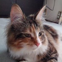 猫星れん (@neco_ren9) Twitter profile photo