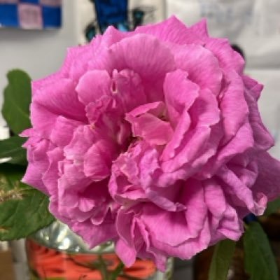 ozlemkocsan's profile picture. 