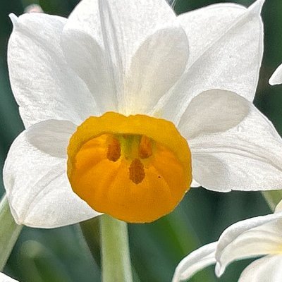 美しいフルーツジュースは自然の植物から作られ、自然は美しい花で作られています。花のセントは本当にあなたの感情を動かすことができ、彼らは言葉なしで話すことができ、私は勉強することができて幸せです。
