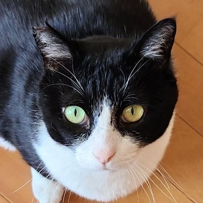ゲーム実況活動をする傍らで、推し活やロリータなどの趣味を楽しんでいます🧸
希に絵を描きます🎨
猫が3匹います🐱🐱🐱
ゲーム実況🎮はこちら→@agunaruru