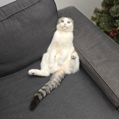 cy_oo12's profile picture. 学習院 経済/営 #春から学習院