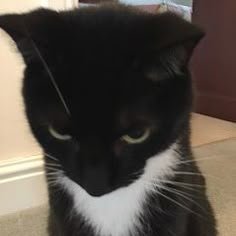 bastamimlu's profile picture. 