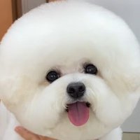 北海道犬 (@odkf2022) 's Twitter Profile