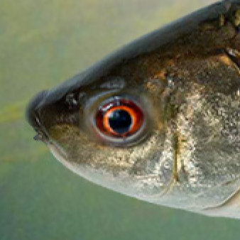 GaySquizzershameful 🐟さんのプロフィール画像
