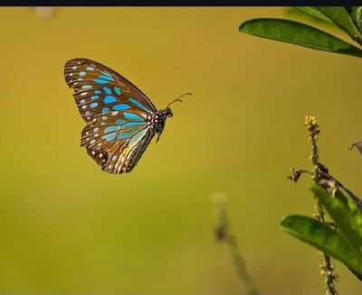 ishratansa42878's profile picture. " दलित, पिछड़े, अल्पसंख्यक – सबका एक ही सहारा  
बहनजी और आकाश भाई हमारा नारा "