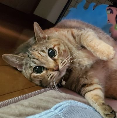 ミアさんのプロフィール画像