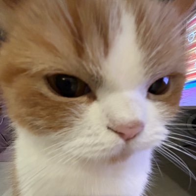 j0llyb34r's profile picture. 