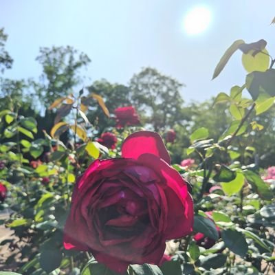 20↑以前の雑多垢がログイン出来なくなったため泣く泣くお引越し(T-T)すの担🌹にかなり寄ってる箱推し。メンバーの誕生日始め、記念日はタグ徘徊Botになります。第五人格。ボカロ。あと色々。コミュ障脳内お花畑。無言フォロー失礼します。@HcxuBzwUfGsBnwM←ログイン出来なくなったやつ