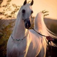 يزيد الغامدي (@yazidalgham9) 's Twitter Profile