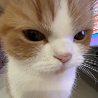 sweetkittycutie's profile picture. my pfp is my face when cat accounts post ai