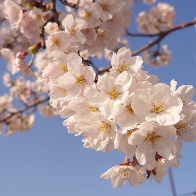tukimizu_5e's profile picture. 東北中心にのんびりまったりドライブしたり歩き回ったり。
四季の美しさ、食の楽しさ、当たり前になってるものを特別な景色にできたら嬉しいです。
#車中カフェ #車中飯 #写真
