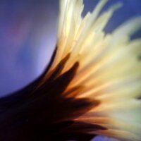 三月うさぎ (@teacamera) 's Twitter Profile Photo