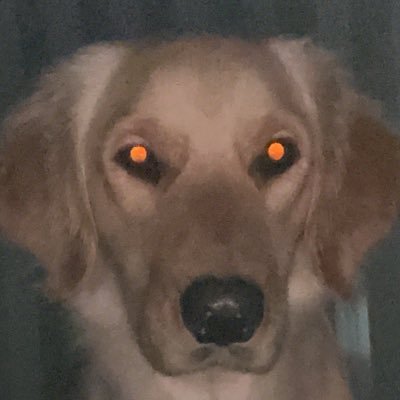 Not just a dog. Crypto. Blockchain tech. DeFi. Storage. NTHU blockchain club. CS PhD student. Dog training.