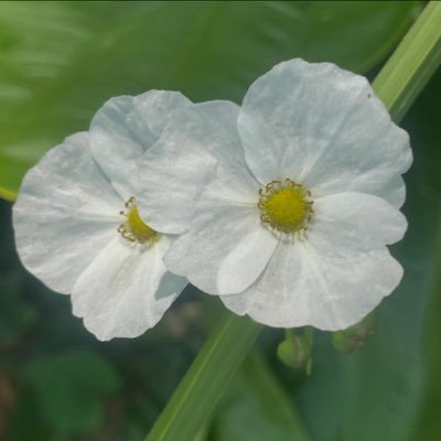 Jakurinさんのプロフィール画像