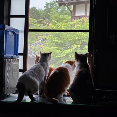 図書館とか学校とかWikipediaとかにちょっとだけ詳しいですが、 Xは食べ物、映画、Audible読書メモ、ときどき猫。他で投稿した内容はあとで消す。あしからず。
2023 年12月紀伊國屋書店から『ウィキペディアでまちおこし』発刊、このafterはnote等にて。