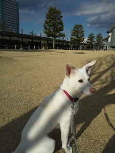 自転車と犬(愛犬イタグレ)と漫画と音楽が好き。サカナクションNFメンバーです。KLEIN,CINELLI,Cannondale, specialized ,Bromptonに乗る。