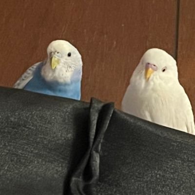 ハム子さんのプロフィール画像