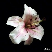 ♏️🍁🔻 (@pareshaan247) 's Twitter Profile Photo