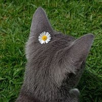 skill manifaster (@daisies4nerds) 's Twitter Profile Photo skill manifaster (@daisies4nerds) 's Twitter Profile Photo