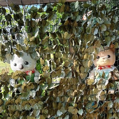 koushiro5AA's profile picture. #シルバニア好きと繋がりたい