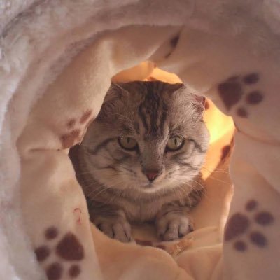 kannatakeru's profile picture. 新しく推しアカを作りました。佐藤健くんが大好きです♡初の生たける君は映画せか猫の舞台挨拶です♡こちらは推し活専用アカウント♡たける君推しの方のみ歓迎です♡たまにディズニーandサンリオもポストします♡エッチ系お金系フルシカト💋DMもらっても返しません♡オリ垢@kannyanco