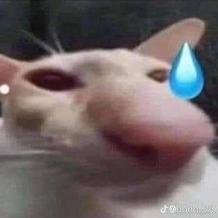 toiletdaccau's profile picture. 