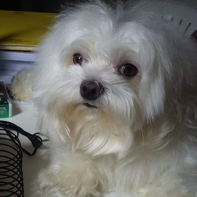 LilianRoch97155's profile picture. 