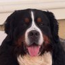 RussianBerner's profile picture. Revali is a Bernese mountain dog boy BFF to his hubro with nonverbal autism ❤️‍🩹 Always in our hearts-Boris 🌈🐕‍🦺🐾 NJ transplants in CA @DrexelMedicine alum