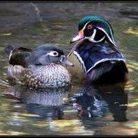 Wood Duck Hunting (@greatwdh3) 's Twitter Profile