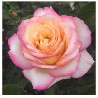 dixierose_63 (@dixierose_63) 's Twitter Profile