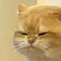 Meow (@meow_lunarr) 's Twitter Profile