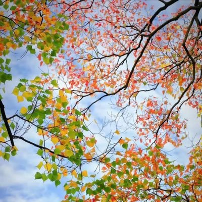 Amanmalik772647's profile picture. Follow me 💯💯💯💯💯 follow back 💯💯💯