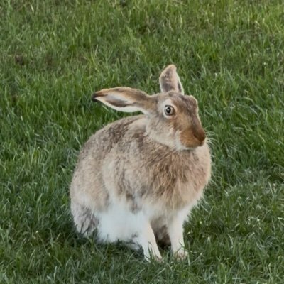 NomadicQuantum's profile picture. Just pretend it’s all ok