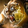 2ed4c23b79f2417's profile picture. زكي احمد
