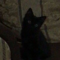 miaw (@nnomnomchips) 's Twitter Profile