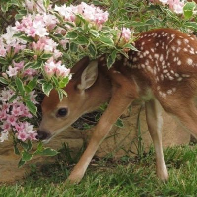 rvvsvd's profile picture. 