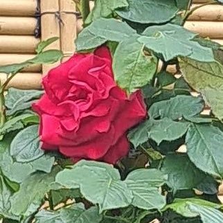 ps20070411s's profile picture. 夫婦愛と家族愛を大切に思って、二世帯同居で日々頑張っています！神様の愛💗を実感したら、全てに感謝できると確信してます🤗