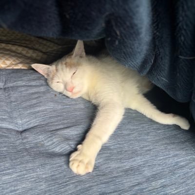 t_uzyu's profile picture. 