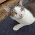 ็ซๅคงๅฅฝใใใชใในใใกใผใ (@catlovecatloves) Twitter profile photo ็ซๅคงๅฅฝใใใชใในใใกใผใ (@catlovecatloves) Twitter profile photo
