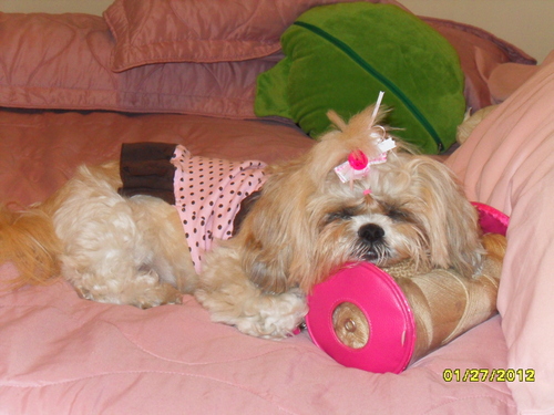 MonicaDiazVeliz's profile picture. Graduated from Barry University with a Bachelor's degree in PS with a HR Specialization.