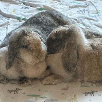diggertherabbit's profile picture. We are two rescue bunnies in the North West who Mum took in April 2025. Look like angels but behave like devils sometimes.