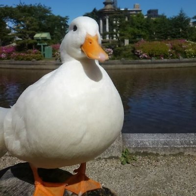 Mc_Patooo's profile picture. 🦆Game & Meme developer🎮
3D Artist for environments and characters🎨
Portfolio: https://t.co/Nb4T24boXG